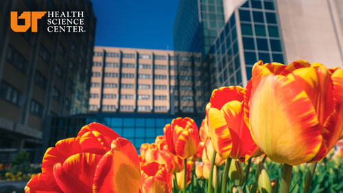 UTHSC Zoom/Teams background with building in background with tulips in front.