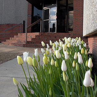 tulips outside of office