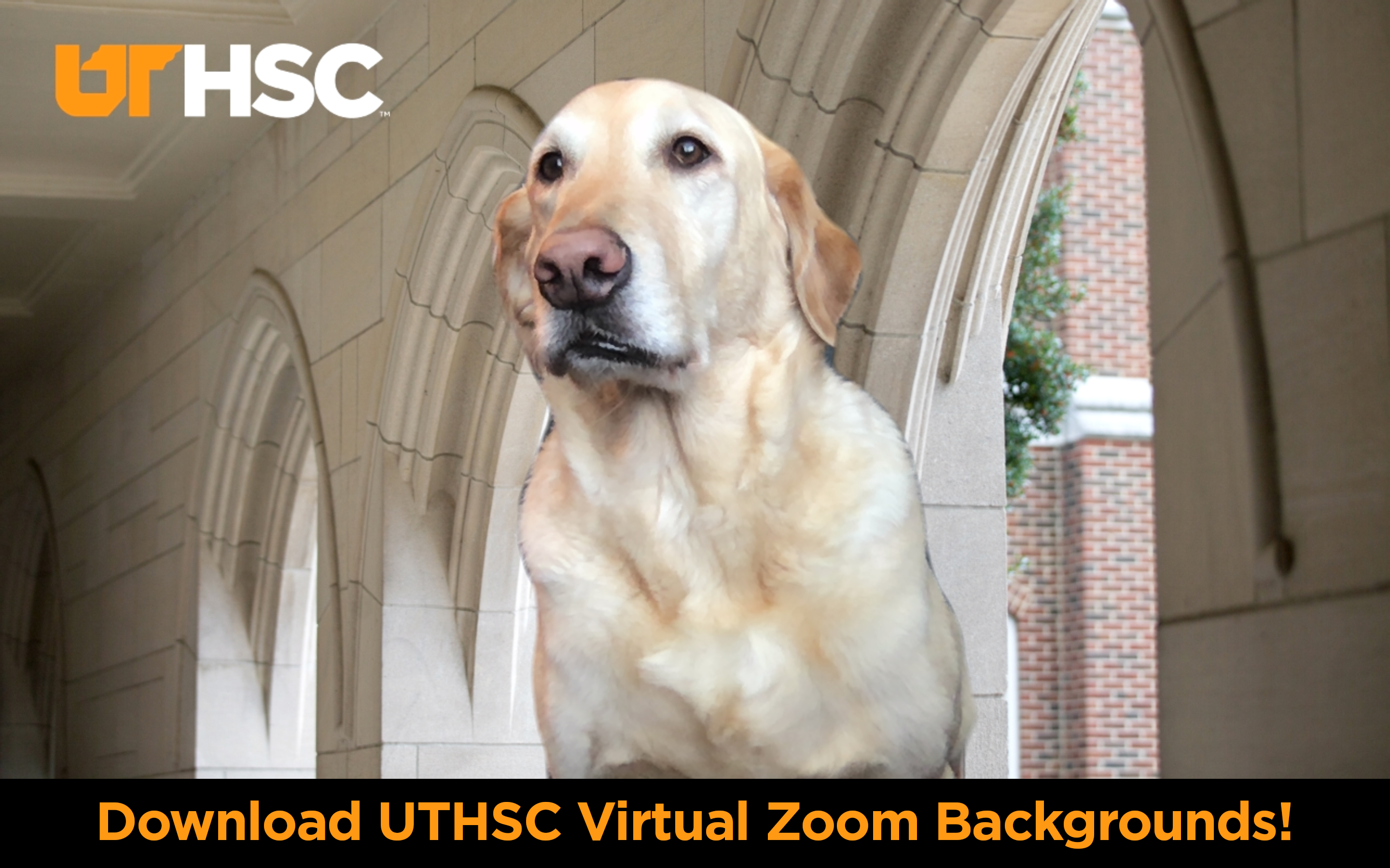 Downloading Uthsc Zoom Backgrounds Application Access Information Technology Services Its Uthsc