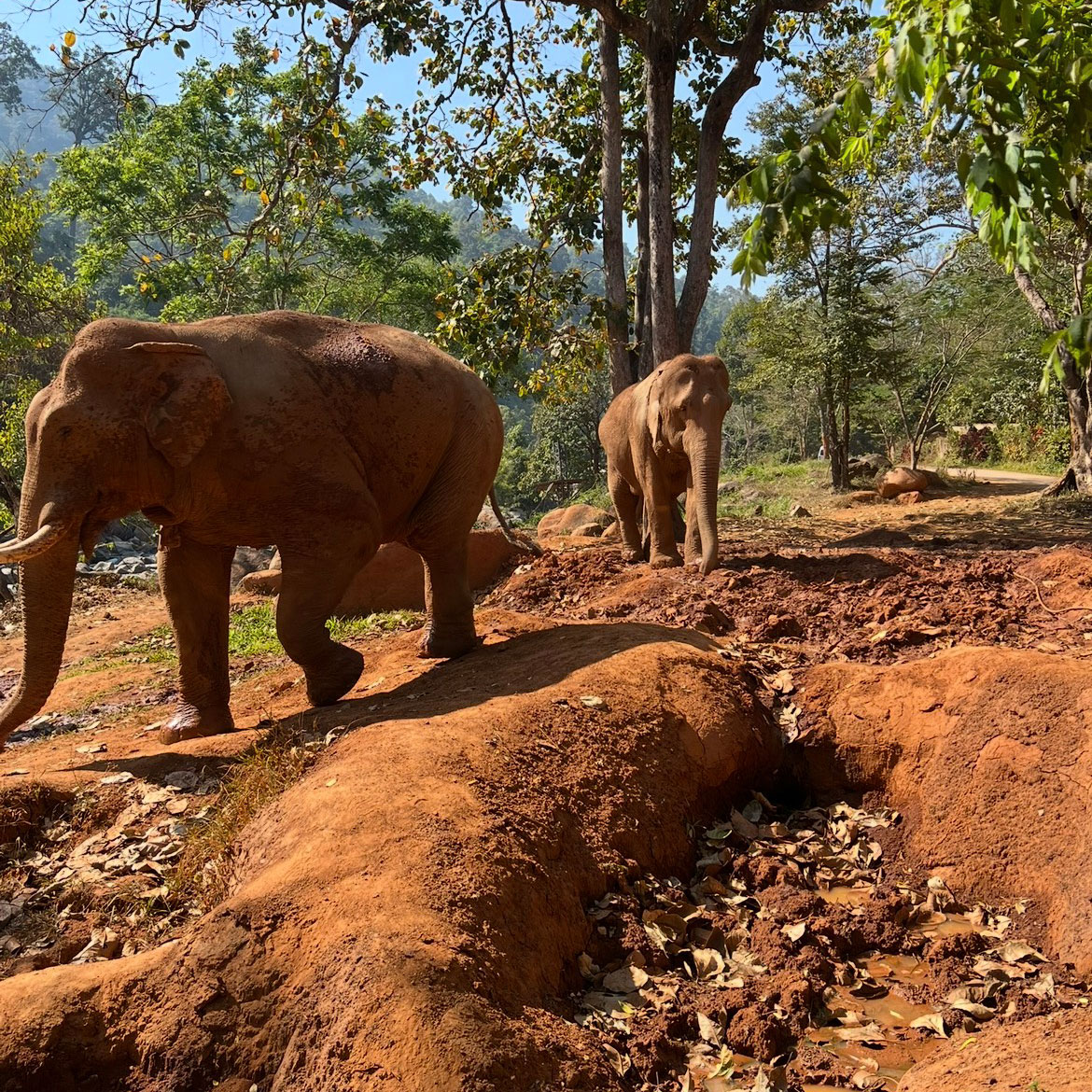 Group of elephants in Thailand